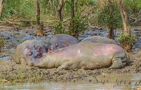 Image result for Hippo Skin Section Anatomy