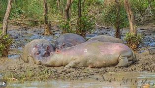 Image result for Hippo Anatomy