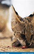 Image result for Serval Cat Eating