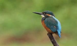 Image result for King Fisher Cape