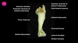 Image result for Ox Humerus