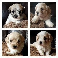 Image result for Bichon Terrier Puppies Mesa