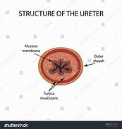 Image result for Ureter Graphics