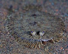 Image result for Flatfish Species