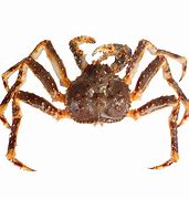 Image result for Alaskan Kng Crab