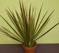 Image result for Variegated Dracaena Plant