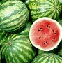 Image result for Watermelon Plant