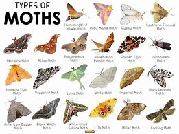 Image result for Moths in Trees