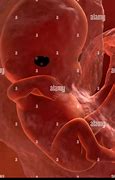 Image result for Embryonic Period of Development