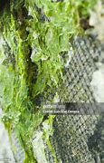 Image result for Abandoned Fishing Nets