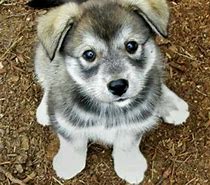 Image result for Husky Wolf Mix