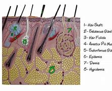 Image result for Thin Skin Model Labeled