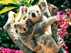 Image result for Beautiful Koala Bear