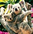 Image result for Beautiful Koala Bear