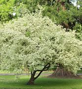 Image result for Cornus Mas Sproutling