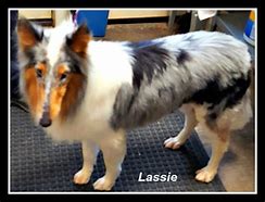 Image result for Poor Lassie