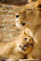 Image result for Mother Lioness