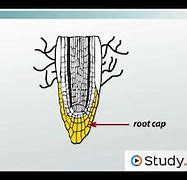 Image result for Lateral Root Cap