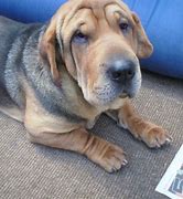 Image result for Shar Pei Basset Mix