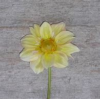 Image result for Apple Blossom Dahlia