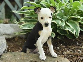 Image result for Baby Rat Terrier