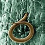 Image result for Root-Knot Nematode Tomato Roots