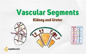 Image result for Ureter Segments