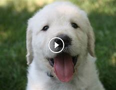 Image result for Happy Dog Sayins