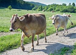 Image result for Brown Swiss Cattle