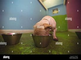 Image result for Dog Eat Bowl