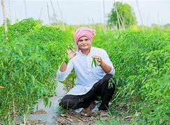 Image result for Chilli Farming