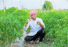 Image result for Organic Chilli Farming