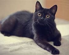 Image result for Proud Black Cat