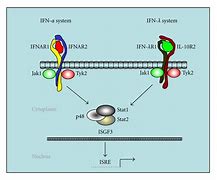 Image result for IFN Receptor