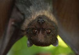 Image result for Bat High Resolution