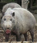 Image result for SWR Pig