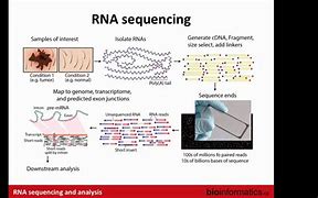 Image result for Guide RNA