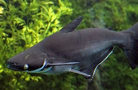 Image result for Iridescent Fish