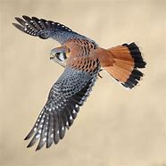 Image result for Kestrel Wing Anatomy