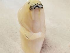 Image result for Walrus Tooth