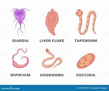 Image result for Abdominal Parasites