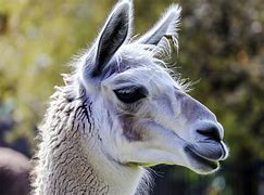 Image result for lama animal habitat