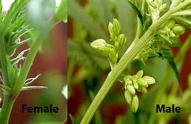 Image result for Male vs Female Cannabis Plant