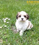 Image result for Jack Bichon Havanese Puppies