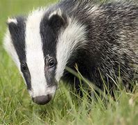 Image result for Pwaat Blue Badger