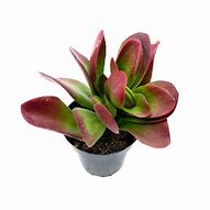 Image result for Kalanchoe Little Dragon