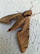 Image result for Florida Brown Moth