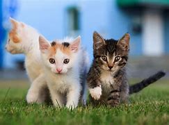 Image result for Cat Chlamydia