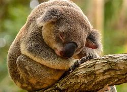 Image result for Beautiful Koala Bear