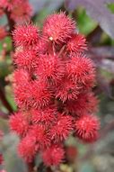 Image result for Red Castor Plant